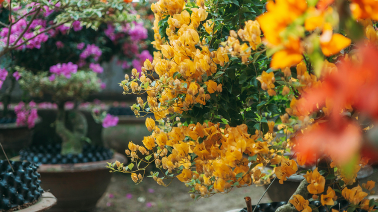 7 Tanaman Hias Depan Rumah Minimalis Modern yang Bikin Pekarangan Rumah Makin Estetik