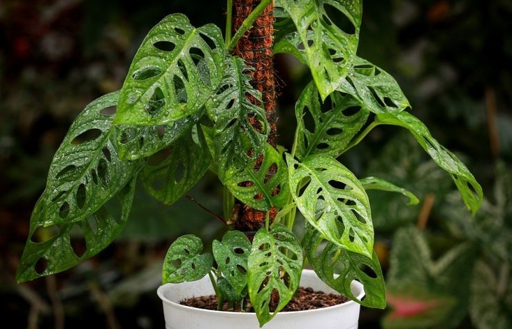 Minim Perawatannya, Berikut 5 Jenis Tanaman Hias yang Tahan Banting dan Dapat Menyerap Polusi di Rumah