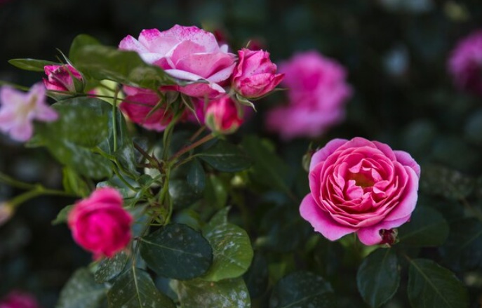 6 Tanaman Penghambat Rezeki Menurut Feng Shui, Bisa Bawa Sial di Rumah