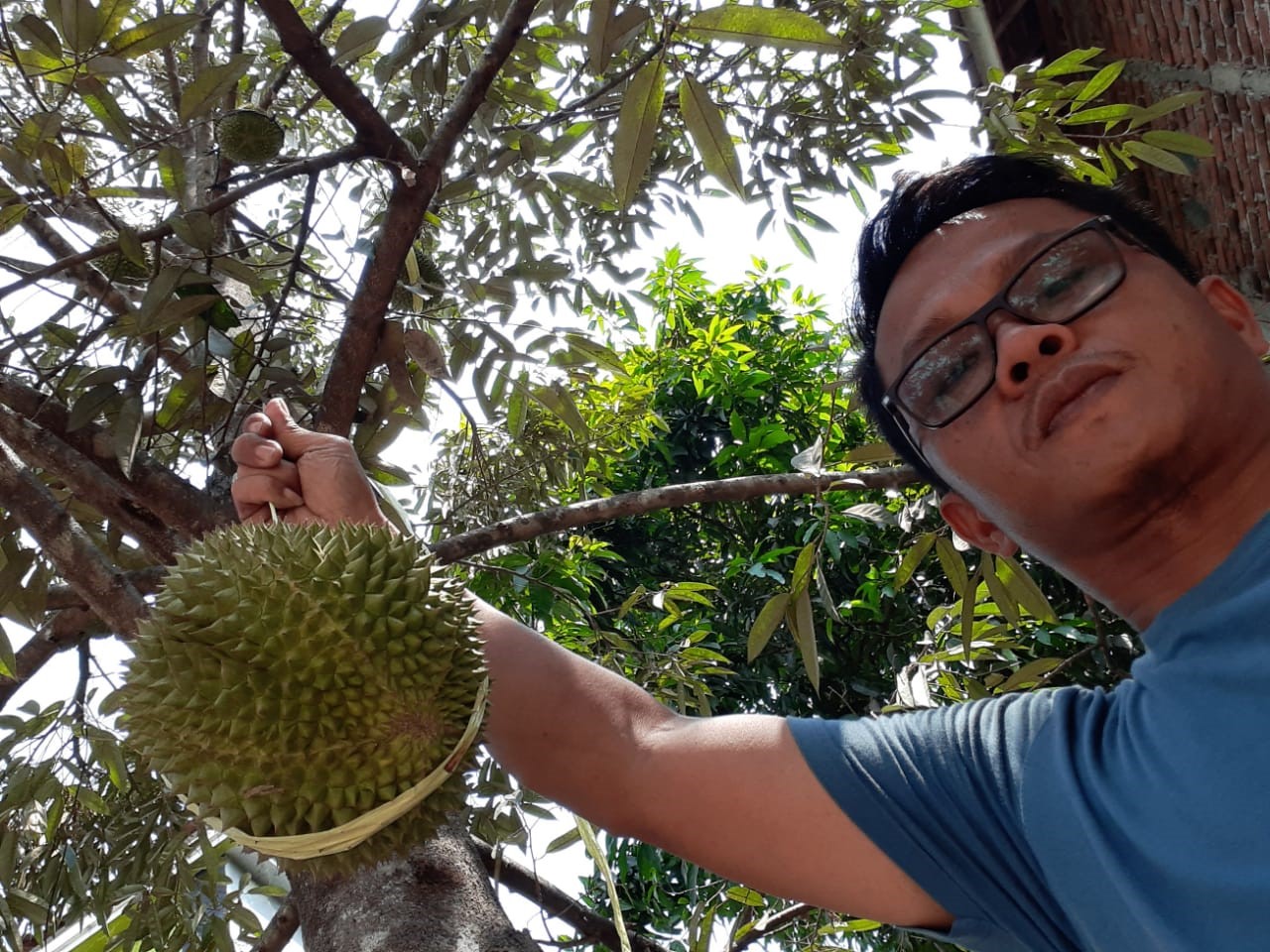 Imbas Kemarau, Petani Durian di Desa Ujungberung Merugi