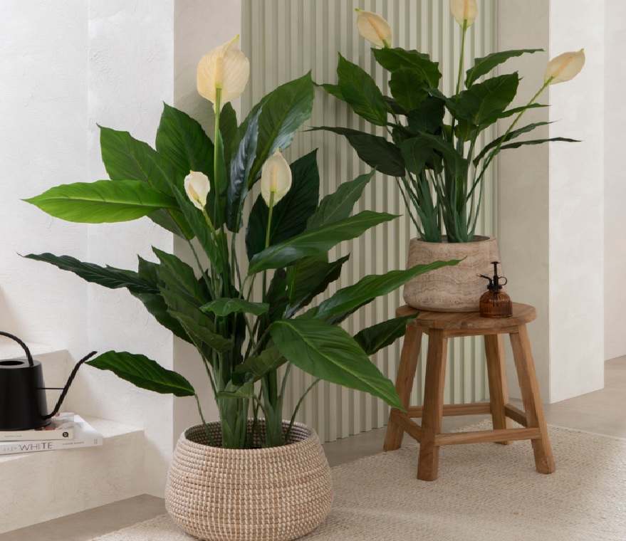 Ingin Rezeki Mengalir Deras? Coba Tanam 6 Tanaman Hias Pembawa Hoki Ini di Rumah