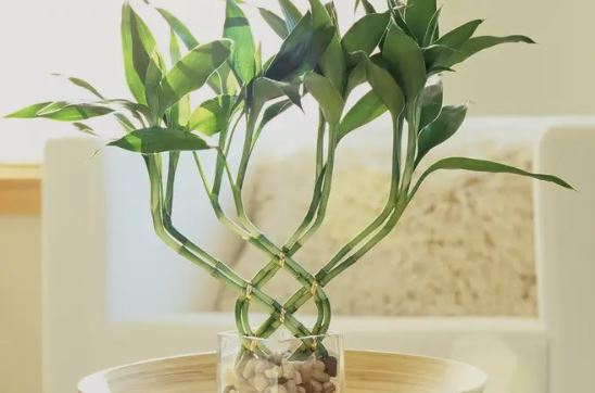 Daftar Tempat Penempatan Bambu Air Sesuai Feng Shui Paling Maksimal, Untuk Mengundang Hoki & Rezeki