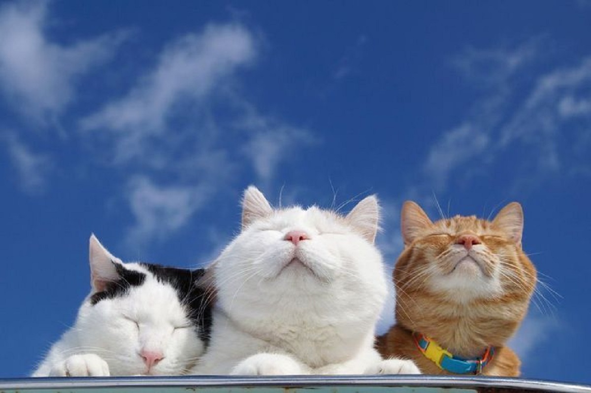 Sering Di Sebut Majikan Oleh Para Pencintanya, Ini 5 Kelebihan Kucing Untuk Kesehatan Mental 