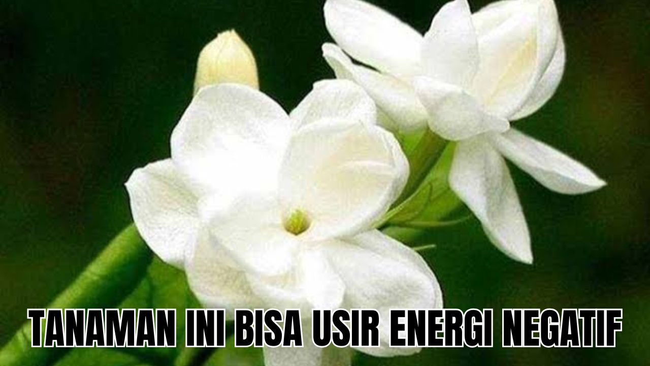 Sering Lelah Setelah Bekerja Seharian? Usir dengan 3 Tanaman Hias Pengusir Energi Negatif Ini