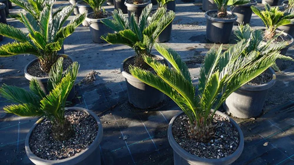 Bikin Rumah Cantik dan Penuh Hoki, 5 Tanaman Hias Outdoor Bawa Energi Positif, Plus Tips Perawatan Mudah