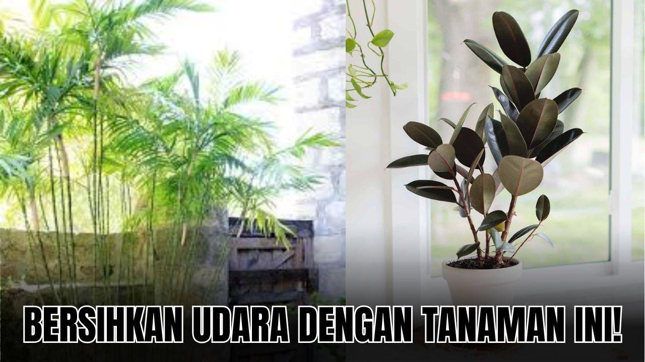 Rawat 3 Tanaman Hias Pembersih Udara dalam Ruangan Ini dan Rasakan Manfaatnya!