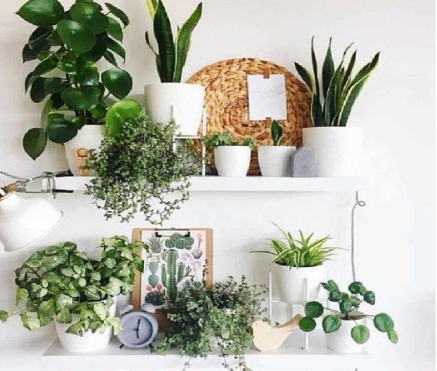 Dekorasi Simpel Tapi Estetik, 6 Tanaman Hidroponik di Dalam Rumah yang Hemat Tempat dan Anti Kotor