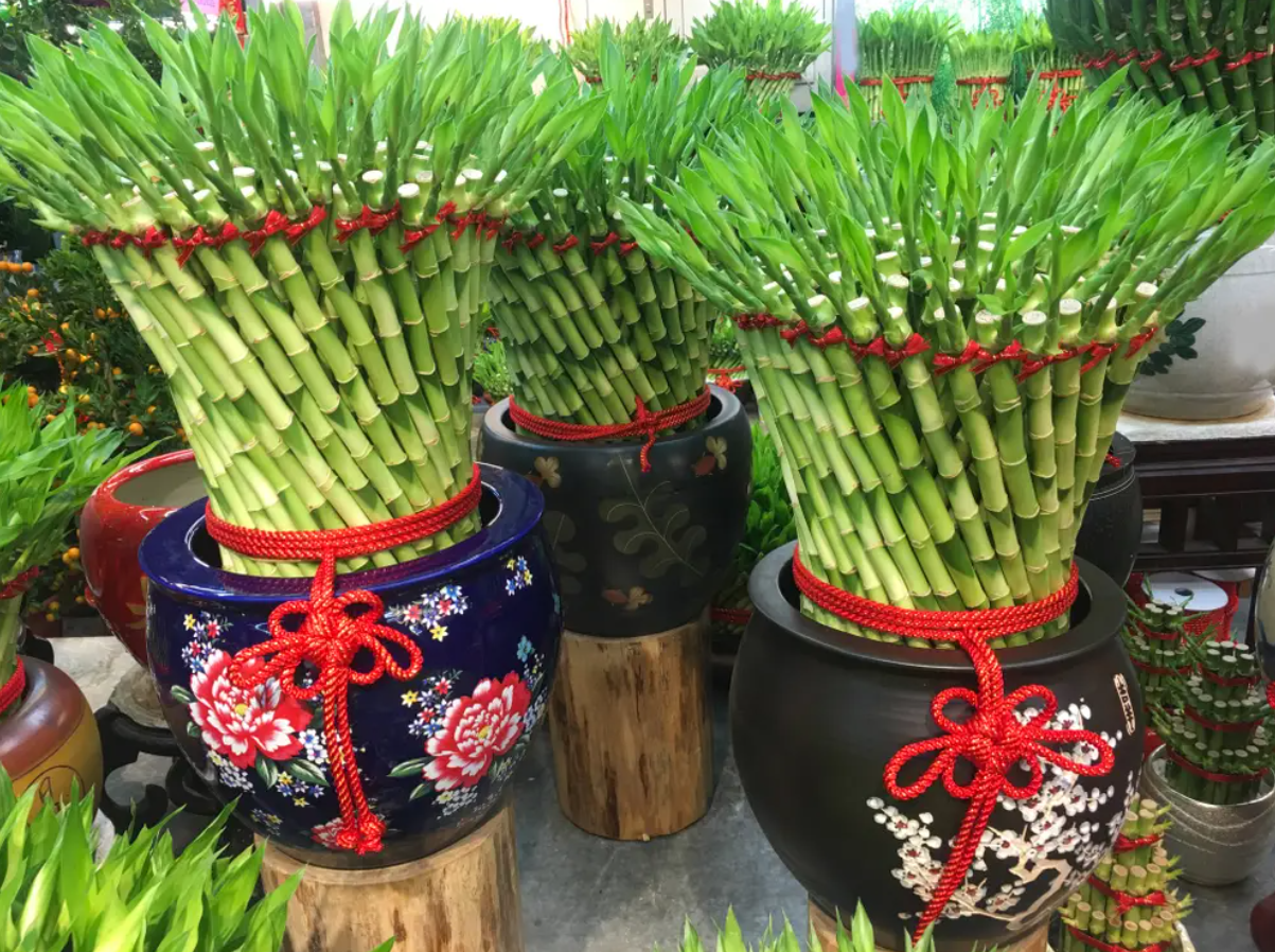 Gak Cuma Cantik, Tanaman Bambu Air Juga Punya Manfaat yang Baik Untuk Kesehatan