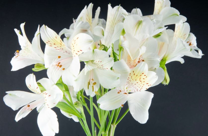 Pembawa Hoki, Berikut 5 Tanaman Pembawa Keberuntungan dan Rezeki Cocok Dijadikan Dekorasi Depan Rumah