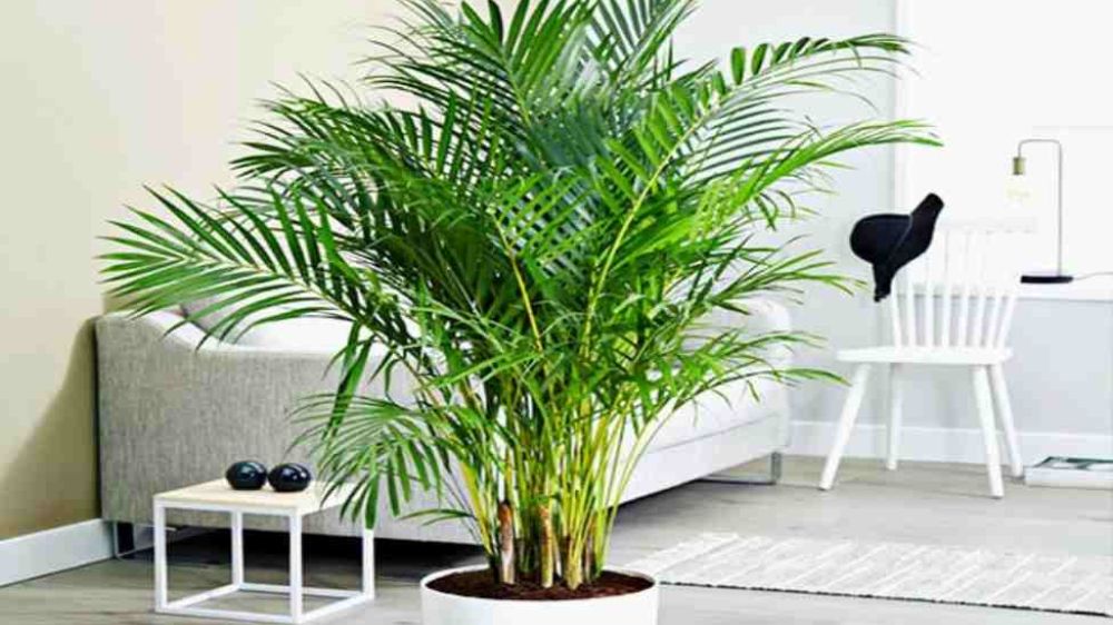 Rahasia Rumah Sejuk, Segar dan Lembap dengan 7 Tanaman Hias Pembersih Udara Ampuh, Mudah Dirawat