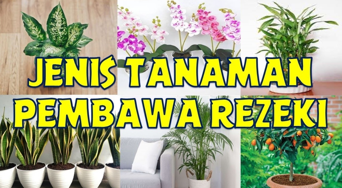 Bukan Sekadar Dekorasi, 5 Tanaman Hias Ini Disebut Pembawa Rezeki dan Penarik Energi Positif