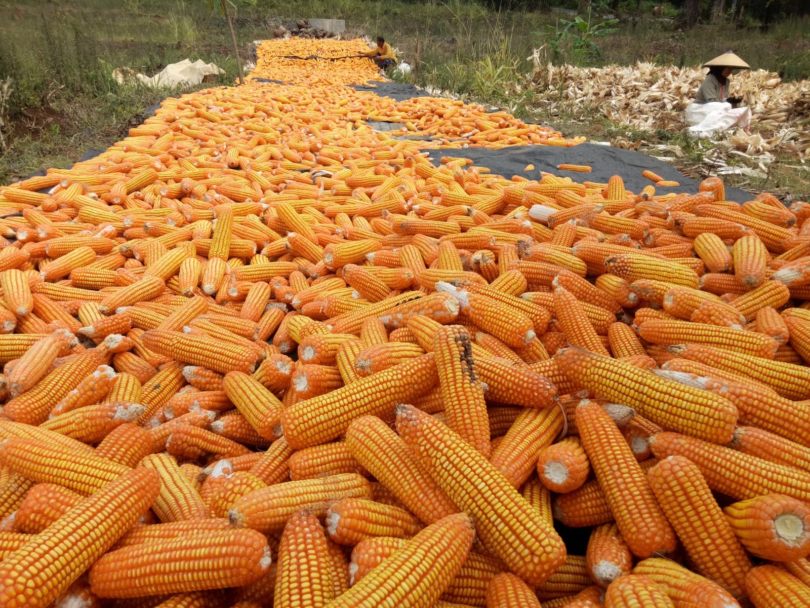 Turunnya Harga Jagung Kering Bikin Petani Rugi