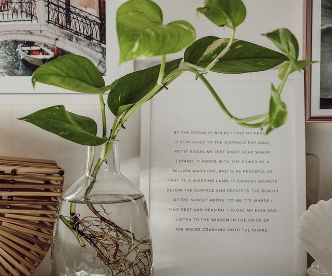 Daftar 7 Jenis Tanaman Hias Hidroponik Indoor Minimalis Cocok untuk Interior Rumah, Estetik dan Mudah Dirawat