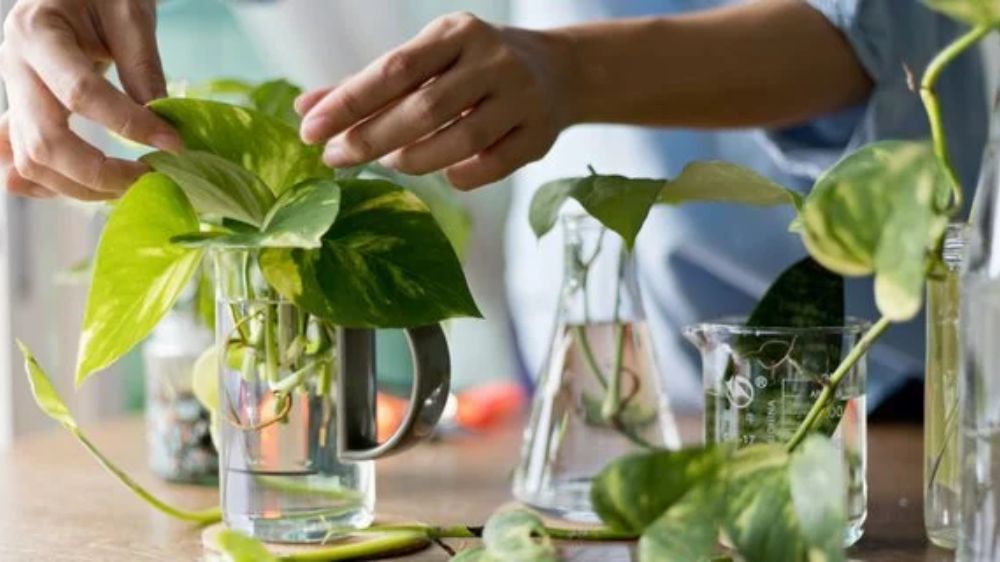 Rumah Tambah Estetik dan Bersih, 8 Tanaman Hias Hidroponik di Botol dan Vas untuk Hunian Modern