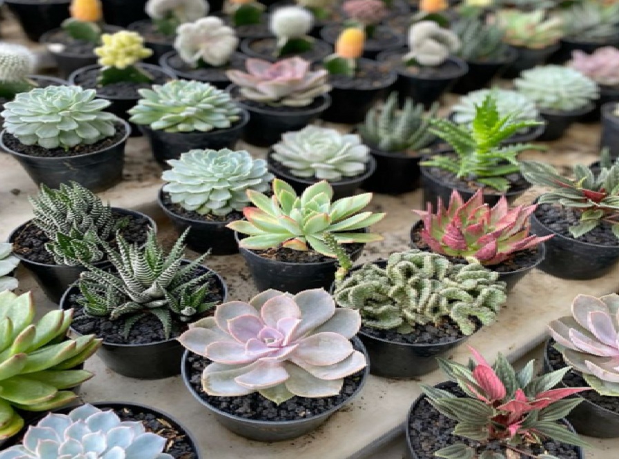 5 Tanaman Pembawa Hoki dalam Ruangan yang Dipercaya Datangkan Keberuntungan dan Energi Positif