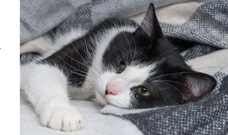 Cara Pencegahan dan 5 Penyebab Kucing Flu dan Batuk di Musim Hujan, No. 5 Paling Bahaya