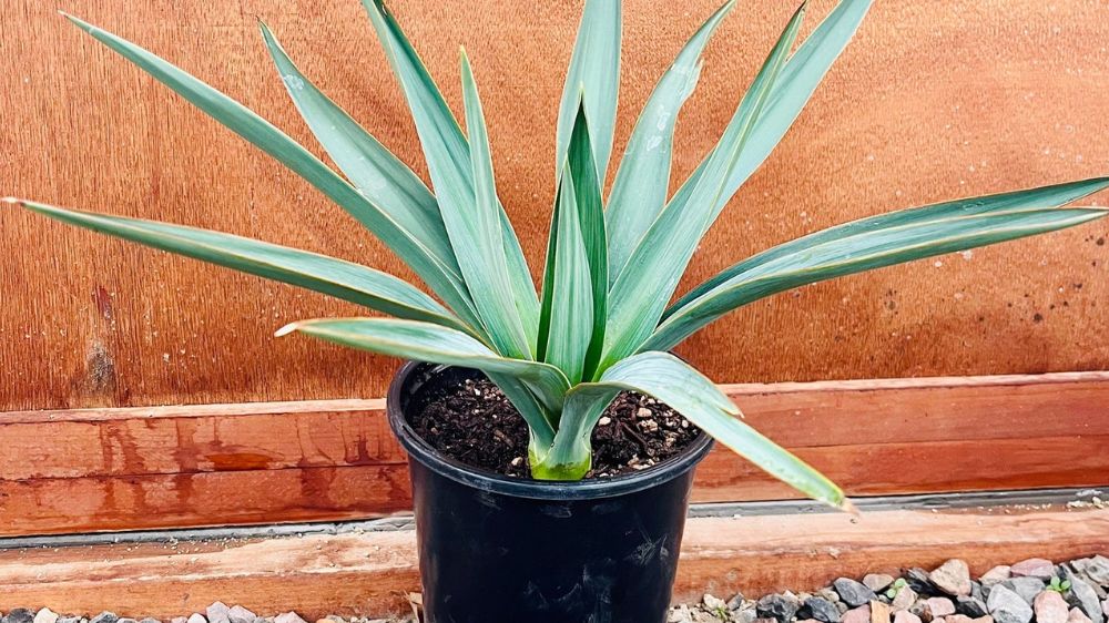 Temukan 10 Tanaman Hias Daun Populer yang Cantik, Mudah Dirawat dan Bikin Ruangan di Rumah Instagramable