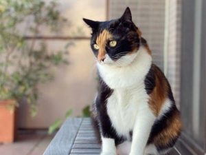 Kucing Belang Tiga Memberi Keberuntungan Hidup, Namun Jarang Dijumpai