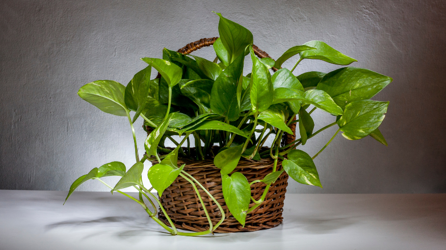 6 Tanaman Indoor Pembawa Hoki Menurut Feng Shui, Bikin Rumah Harmonis & Rezeki Mengalir!