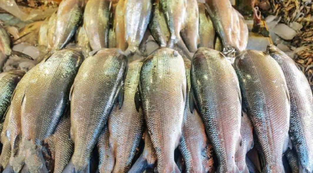 Ingin Memilih Ikan Segar? Yuk Simak Caranya Berikut 