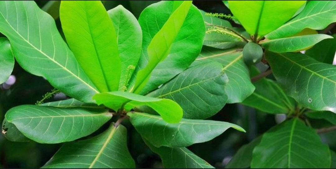 15 manfaat daun Ketapang yang jarang orang ketahui loh!