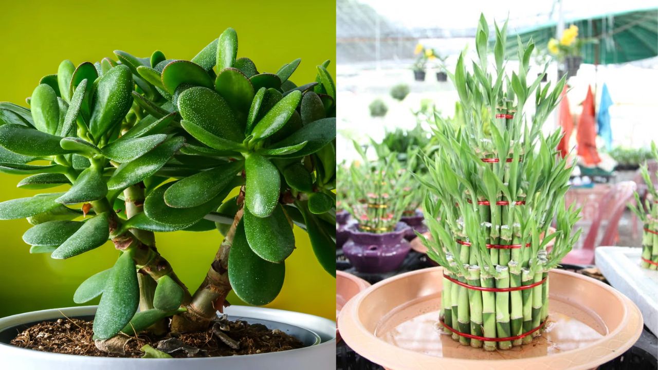 2 Tanaman Pembawa Keberuntungan Ini Bisa Kamu Rawat Sendiri di Rumah! Berikut Penjelasan