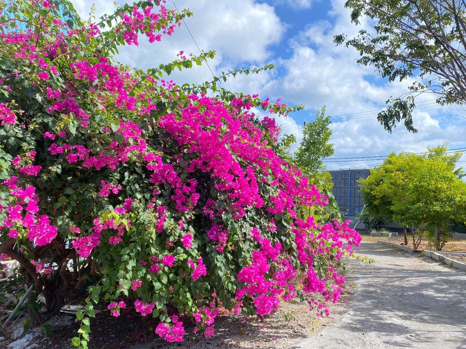 4 Tanaman Outdoor yang Bikin Halaman Rumah Jadi Makin Cantik