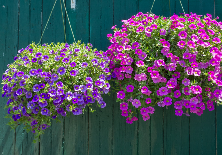Cocok Dipajang Depan Rumah! Daftar 6 Tanaman Hias Outdoor Berdaun Cantik dan Bunga Indah yang Mudah Dirawat