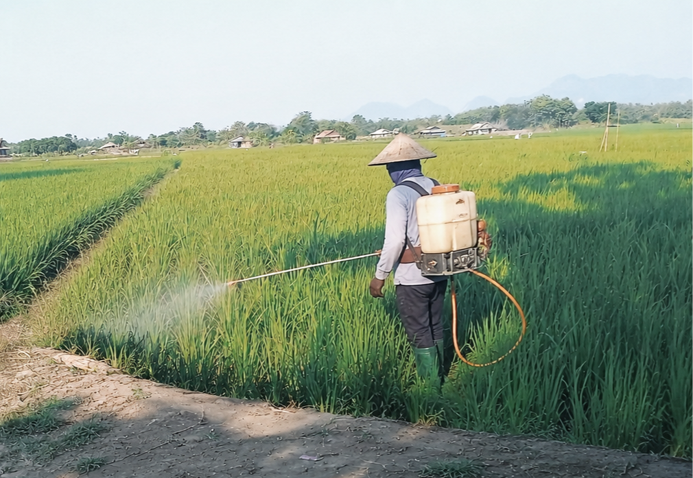 Hama Tikus Gerogoti Sawah di Ligung Majalengka, Hasil Panen Petani Turun hingga 40 Persen