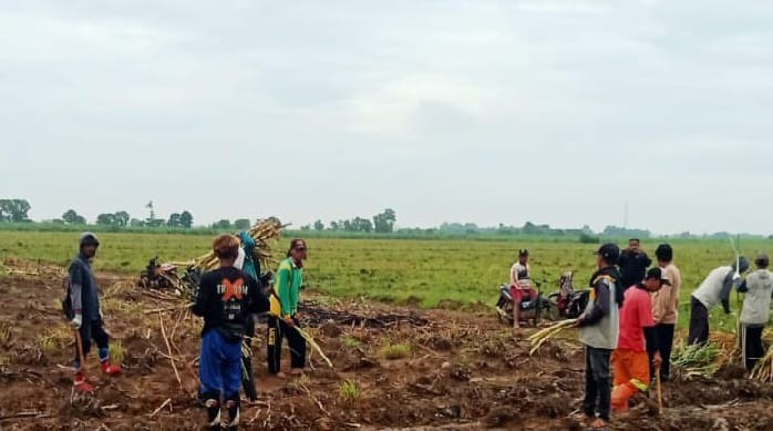 Pemkab Majalengka Dukung Program Bongkar Ratoon Tebu