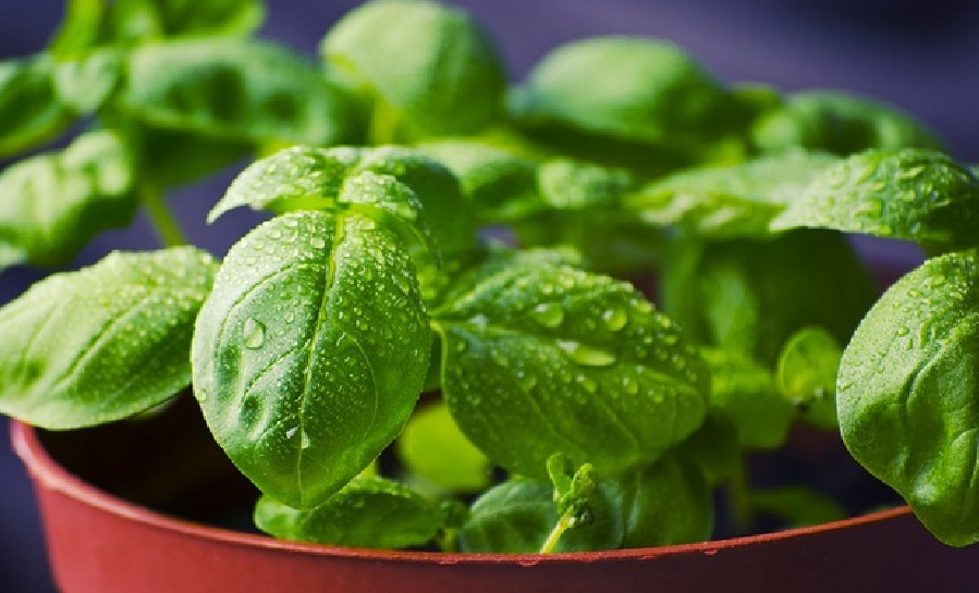 Bawa Keberuntungan dan Kesehatan, Berikut 5 Tanaman Hias Pembawa Rezeki di Depan Rumah