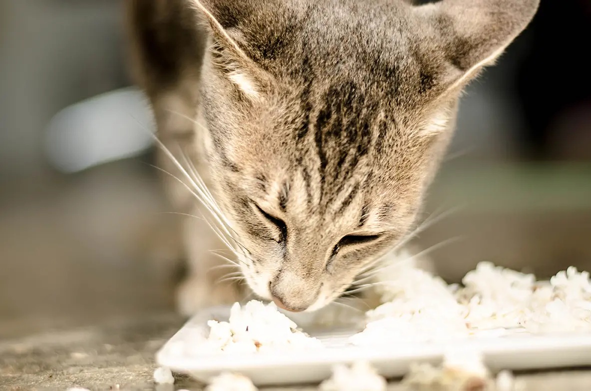 Hewan Karnivora Seperti Kucing Apakah Bisa Memakan Nasi?