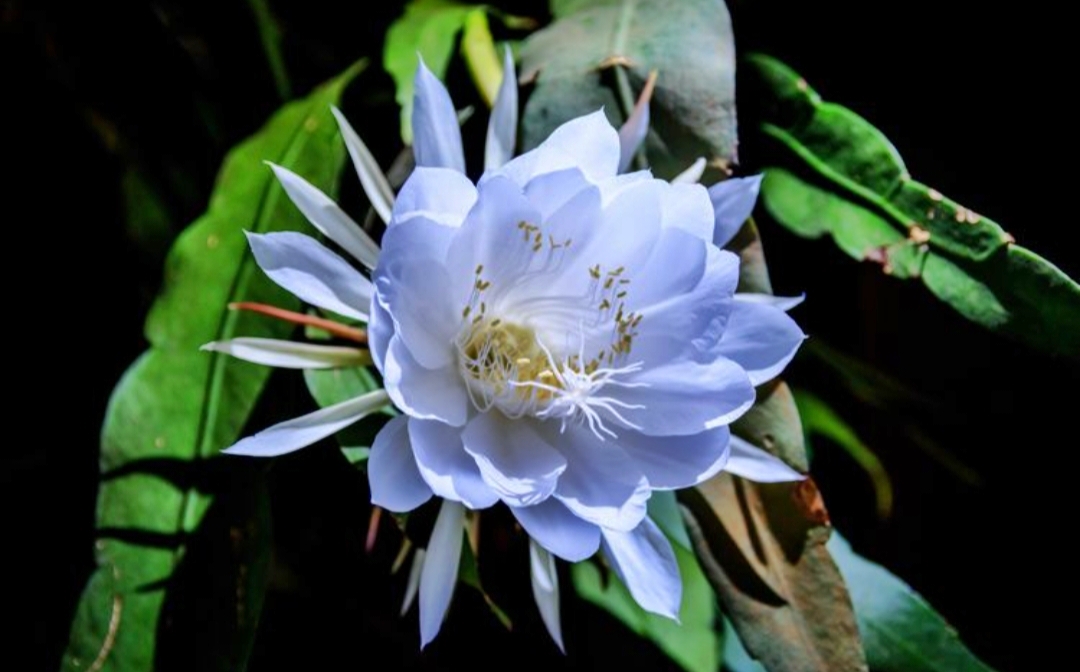 Tanaman bunga Wijaya Kusuma kaya akan manfaat loh! Ini dia penjelasannya