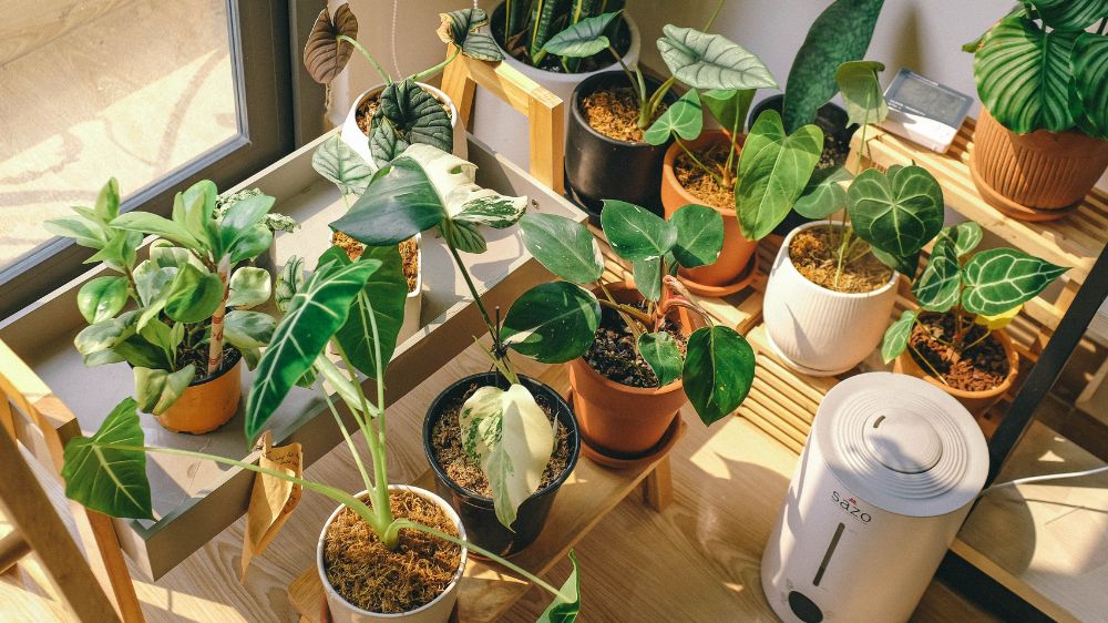 Tanaman Hias yang Mempercantik Pekarangan Rumah dan Bawa Keberuntungan, Ini 10 Pilihan Paling Instagramable