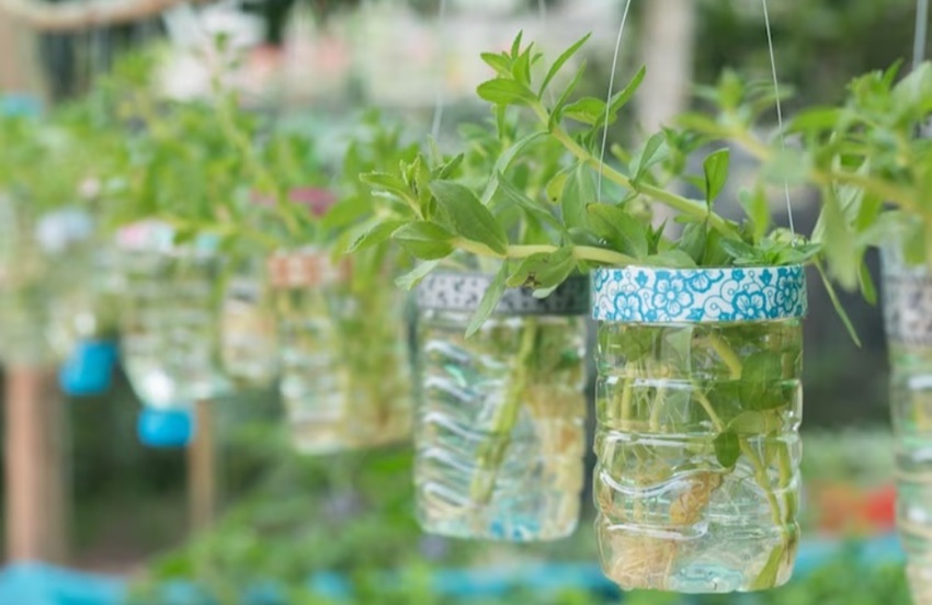 Rekomendasi 5 Tanaman Hias Hidroponik yang Mudah Dirawat: Metode Serta Cara Merawat untuk Pemula