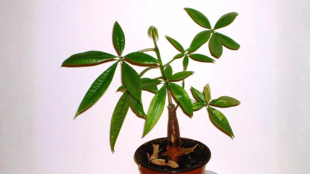 Bukan Hanya Indah, 8 Tanaman Bunga Ini Bawa Rezeki dan Energi Positif untuk Rumah Lebih Harmonis