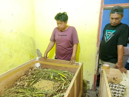 Modal Rp1 Juta, Warga Majalengka Raup Cuan Rp3 Juta dari Budidaya Jangkrik