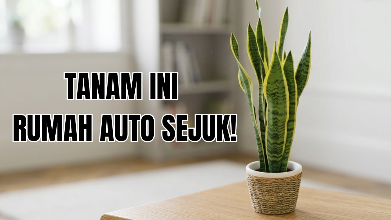 3 Tanaman Hias Pembersih Udara Kotor di Rumah yang Mudah Kamu Rawat, Apa Saja?