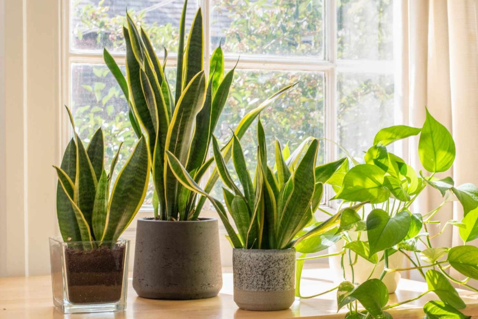 5 Tanaman Pembawa Keberuntungan di Dalam Rumah, Bisa Ubah Mood dan Terlihat Harmonis