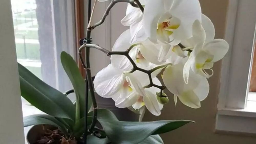 5 Tanaman Hias Berbunga Mudah Dirawat, Tahan Panas, Tetap Rajin Mekar Meski Minim Air dan Perhatian