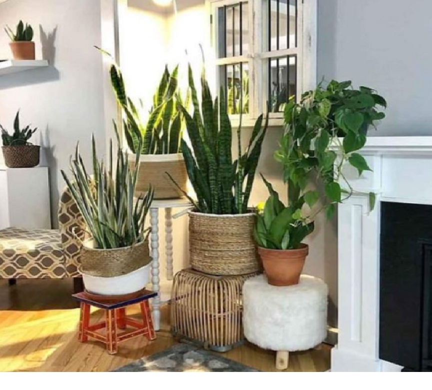 5 Tanaman Indoor Pembersih Udara yang Dipercaya Bawa Hoki dan Rezeki di Dalam Rumah, Apa Saja?