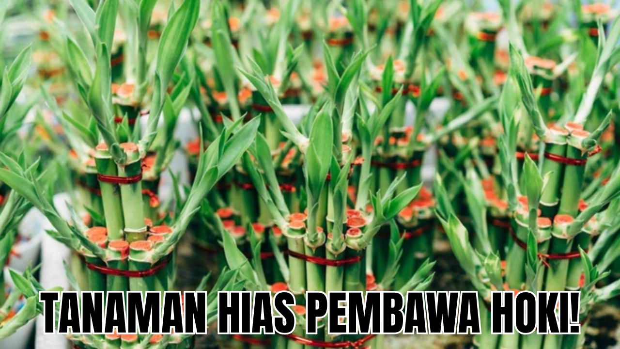 5 Tanaman Hias Dalam Rumah Pembawa Hoki di Tahun 2026, Tanam Sekarang Juga!