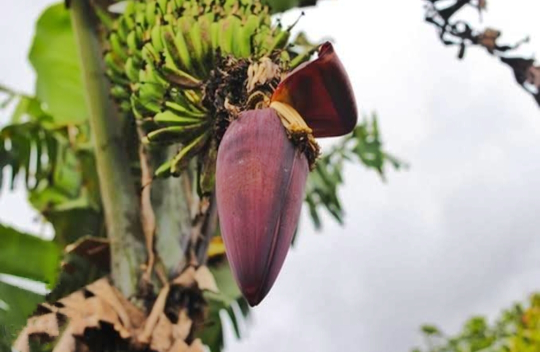 Ternyata Jantung Pisang Memiliki Banyak Manfaat Loh! Berikut Beberapa Manfaatnya 