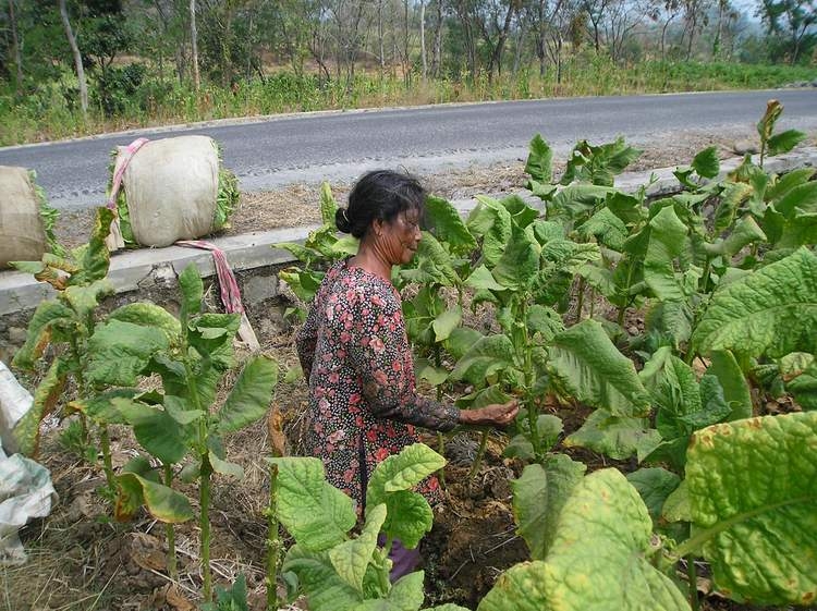 Ini Dia Lima Kecamatan di Majalengka Miliki Produksi Tembakau