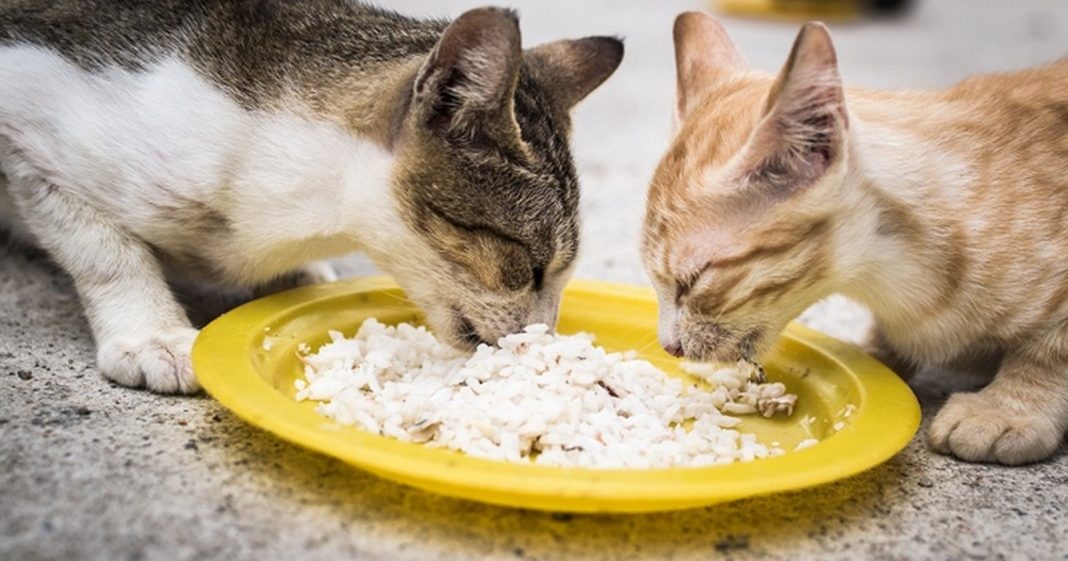 Cara Membuat Makanan Kucing Dari Nasi Dan Ikan, Dapat Memberi Energi Bagi Kucing