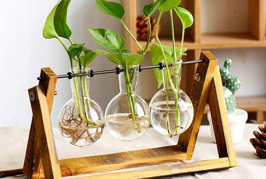 Tak Sekadar Cantik! Tanaman Hias Hidroponik Minimalis Ini Disebut Bisa Undang Rezeki Bagi Pemilik