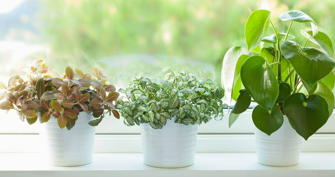 2 Tanaman Lili yang Perlu ada di Rumah, Berikut 8 Tanaman Hias Pembersih & Penyaring Udara yang Layak Dirawat