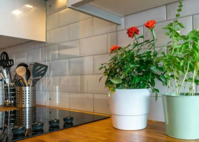 6 Tanaman Hias Dapur Pembawa Rezeki yang Mudah Dirawat, Bawa Keberuntungan, Kesehatan dan Kesegaran