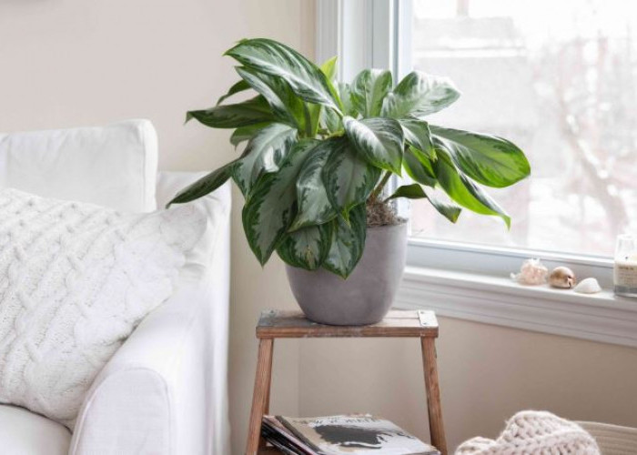 Pembawa Keberuntungan, Berikut 6 Rekomendasi Tanaman Hias Pembawa Rezeki yang Mudah Dirawat Cocok Untuk Pemula