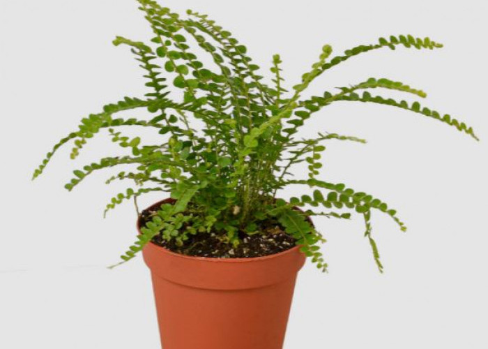 Daftar 6 Tanaman Hias yang Menyerap Udara Kotor dan Membersihkan Udara dari Polusi, Minimal Punya Salah Satu